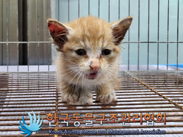 한국동물구조관리협회_411301202300381